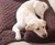 Bolster Pillow Furniture Cover for Pets