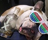 DropShades LED Glasses
