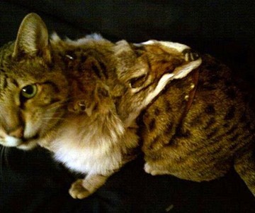 Coyote Face Pet Harness