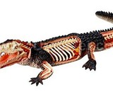4D Vision Anatomy Models