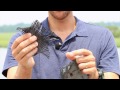 C4 Carbon Fiber Diving Fins