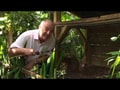 Civet Sh*t Coffee Beans