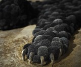 Bumpy Rugs