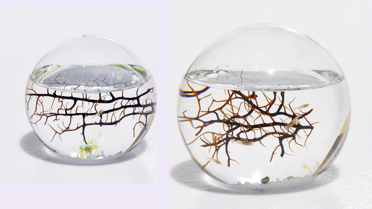 Self Sustaining Ecosphere Self Sustaining Ecosphere