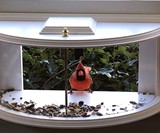BestNest Clearview Window Bird Feeder