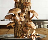 Mushroom Log Kit