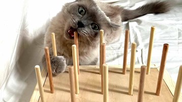 BiteyBox for Cats That Chew Up Your House BiteyBox for Cats That Chew Up Your House