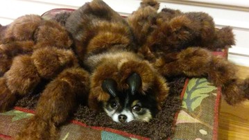 Small Tarantula Dog Halloween Costume