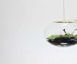 Globe Terrarium Lamps