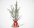 PlantOGram Live Frantoio Olive Container Tree