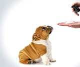 Foaming Mousse Dry Pet Shampoo