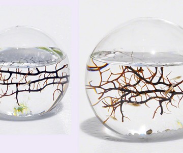 Self Sustaining Ecosphere Self Sustaining Ecosphere