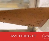Kite Shield DEET-free Mosquito Spray