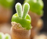 Bunny Ear Succulents