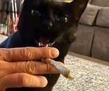 Meowijuana Catnip