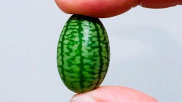 Mouse Melon Seeds Mouse Melon Seeds