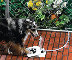 Bow Wow Water Fountain Bow Wow Water Fountain
