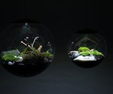 Globe Terrarium Lamps