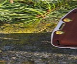 Trayvax Ascent Wallet