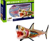 4D Vision Anatomy Models