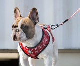 Fresh Pawz - Official Streetwear & Gear Brand for Dogs