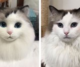 Custom Stuffed Pet Replicas