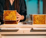 B-BOX Home Beekeeping Hive