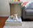 Murphy Style Dog Bed