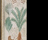 The Voynich Manuscript