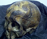 Human Skull Art