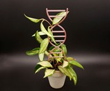 DNA Plant Trellis