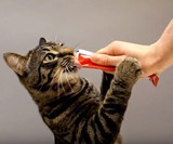 Delectables SqueezeUps - Go-Gurt for Cats
