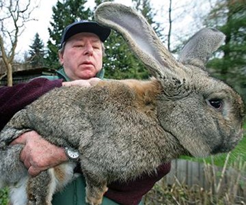 Fresh Whole Rabbit Fresh Whole Rabbit