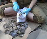 50 Pearl Laden Oysters