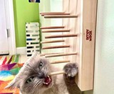 BiteyBox for Cats That Chew Up Your House