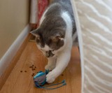 Indoor Hunting Cat Feeder