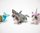 Guinea Pig Halloween Costumes