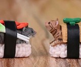 Sushi Cat Keychains