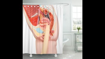Anatomy of Human Sexual Intercourse Shower Curtain Anatomy of Human Sexual Intercourse Shower Curtain