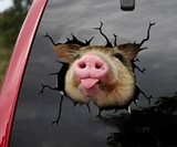 3D Animal Car Window Decals