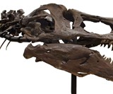 Real Partial T-Rex Skeleton