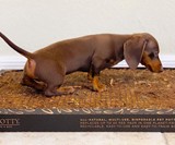 The Bark Potty