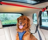 Happy Ride Backseat Dog Zipline