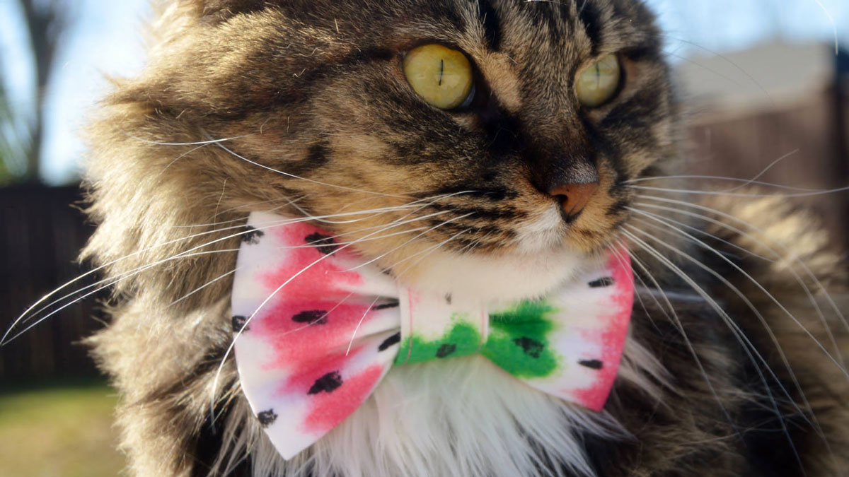 Bow Tie Cat Collars Bow Tie Cat Collars