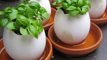 Eggling Crack & Grow Plants Eggling Crack & Grow Plants