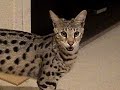 $20,000 Hypoallergenic Designer House Cat