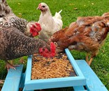 Chicknic Table - Chicken Picnic Table