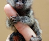 Pygmy Marmoset I