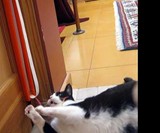 Moody Pet Fling-Ama-String