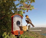 Bird Photo Booth